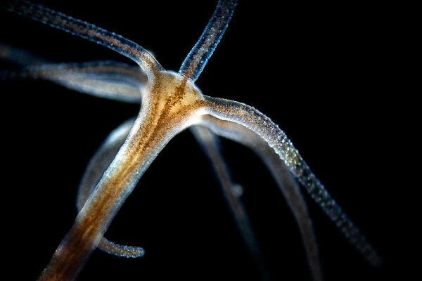 Kraken что это за сайт